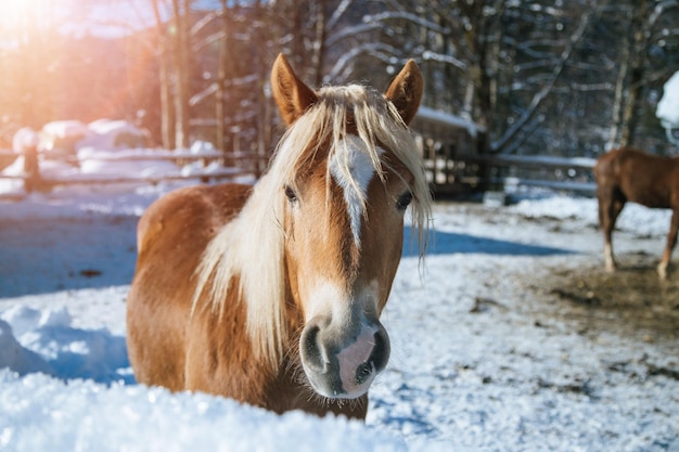 Bruin paard in paddock Idyllisch landschap in de winter