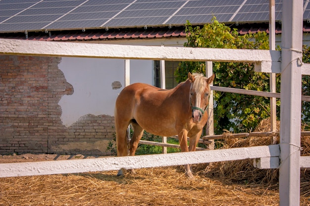 Bruin paard ingesloten in een hek in een boerderij in Italië