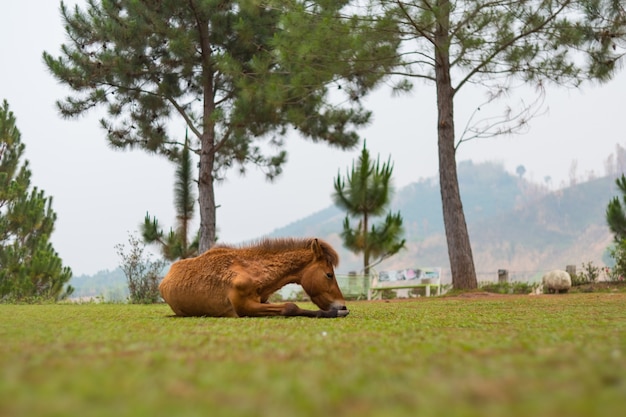 Bruin paard liggend op het veld