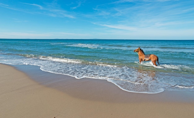 Bruin paard loopt in de zee