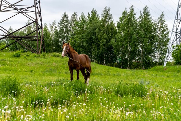 Foto bruin paard loopt in de zomer in het veld.