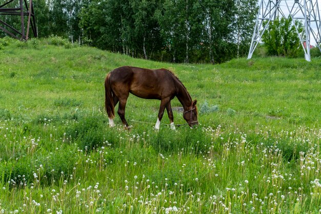 Foto bruin paard loopt in de zomer in het veld.