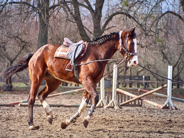 Bruin paard loopt op een paddock.