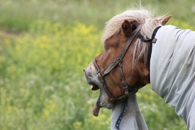 Bruin paard met doek aan.