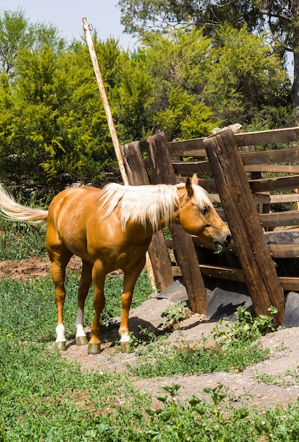 Bruin paard met witte manen in de wei