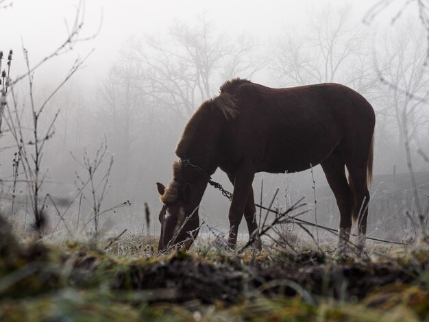 Bruin paard op de weide in de mist