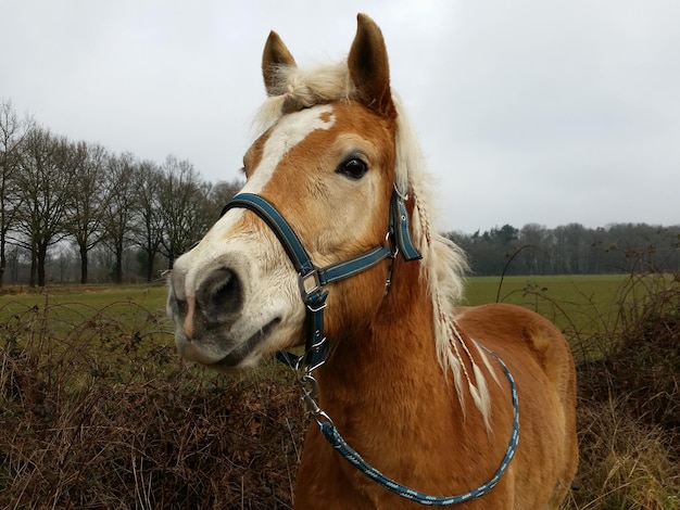 Bruin paard op het veld tegen de lucht