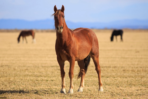 Bruin paard op western ranch