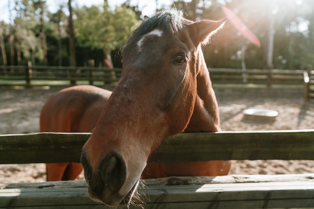 Foto bruin paard portret