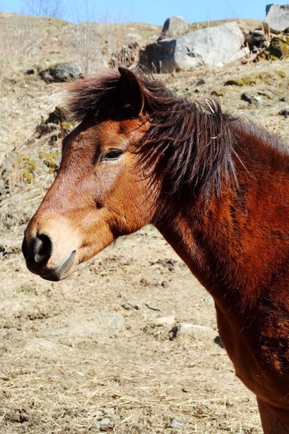 Foto bruin paard staat in het zonlicht.