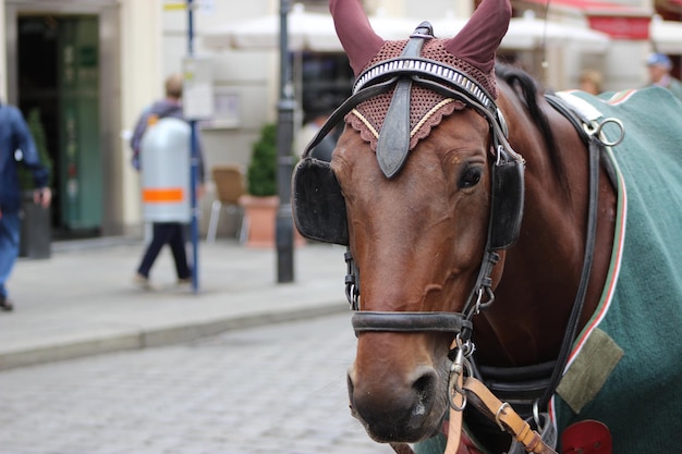 Bruin paard staat op straat.