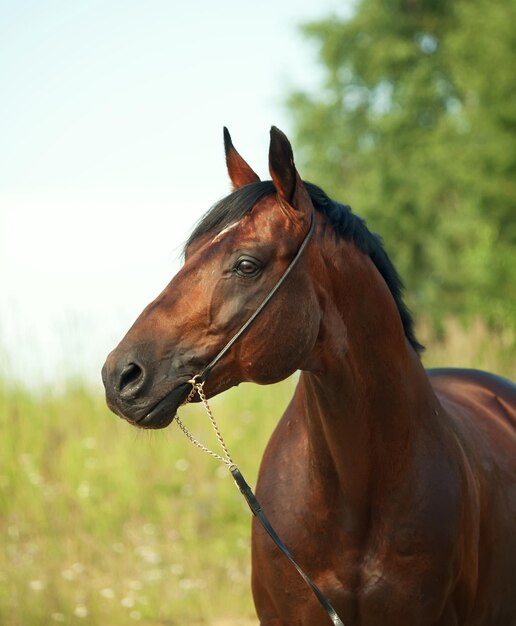 Foto bruin paard staat tegen de hemel.