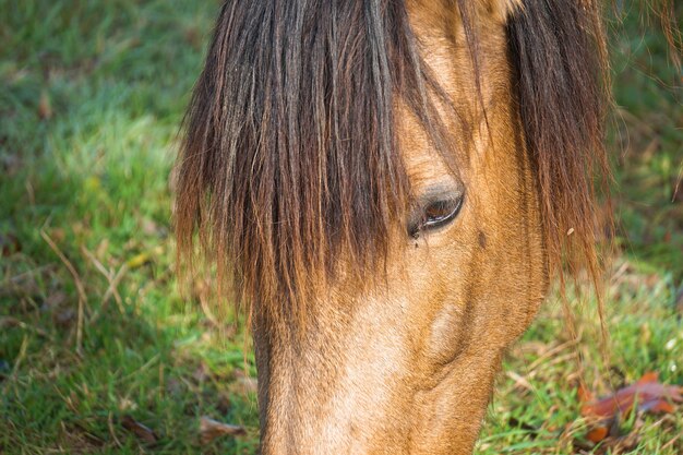 bruin paardportret