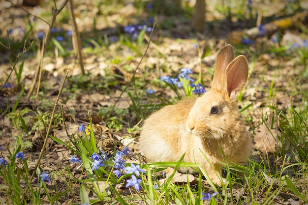 Bruin pluizig konijntje in een weide van blauwe bloemen. een klein decoratief konijn gaat op groen gras in openlucht