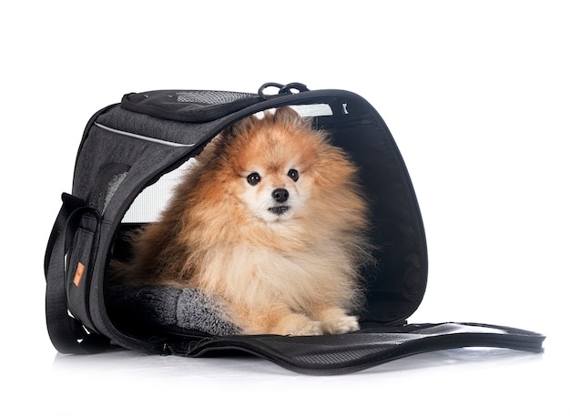 Bruin pomeranian en tas voor witte achtergrond