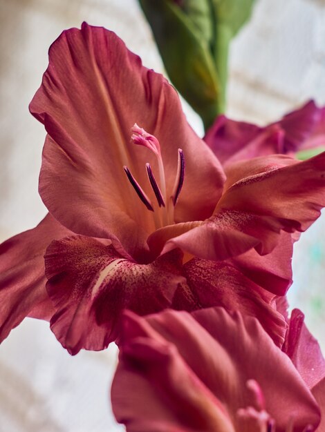 Bruin-rode bloem van gladiolen in de tuin