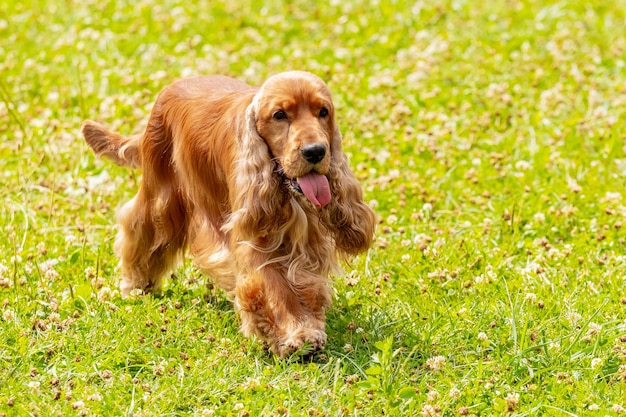 Bruin ruig hondenras Cocker Spaniel loopt in het park op het gras