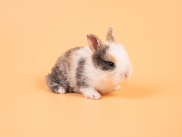 Bruin schattig babykonijn op geel. Schattige baby konijn.