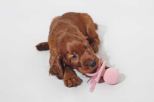 Bruin schattig Ierse setter puppy speelt met een grote roze fopspeen fotoshoot in de studio op een witte achtergrond