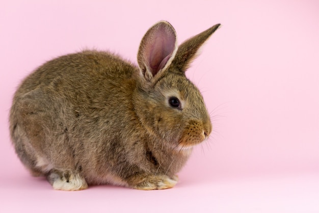 Bruin schattig pluizig konijn zittend op een gekleurde achtergrond