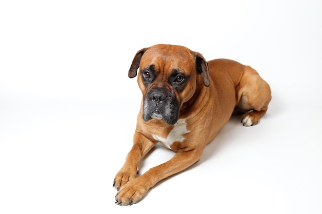 Bruin schattige Duitse bokserhond ligt op een witte achtergrond