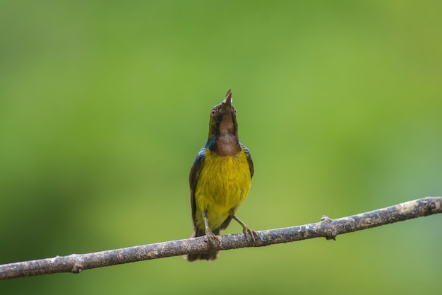 Foto bruin throated sunbird strijkt op tak neer