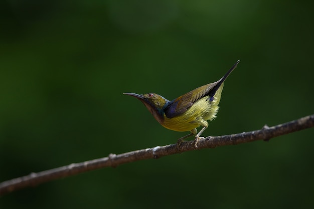 Foto bruin throated sunbird strijkt op tak neer