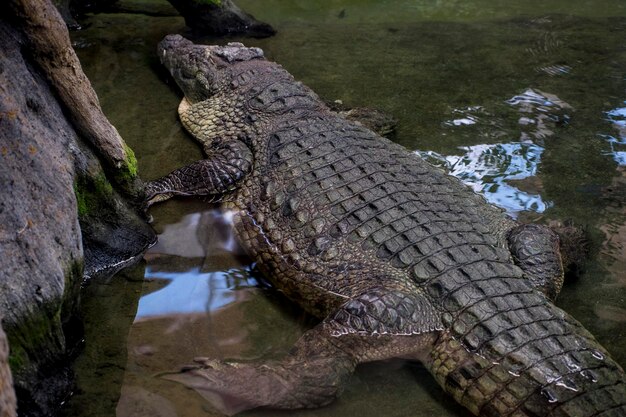 bruine alligator rustend op het zand naast een rivier