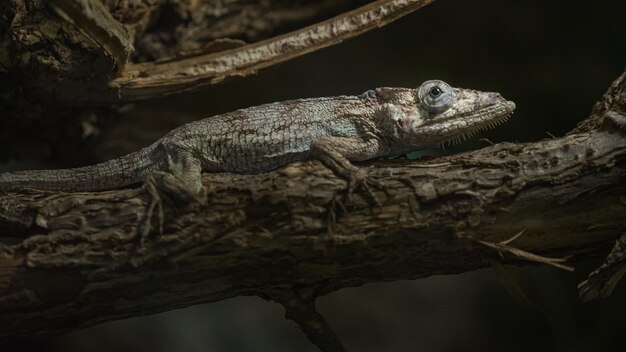 Bruine anole