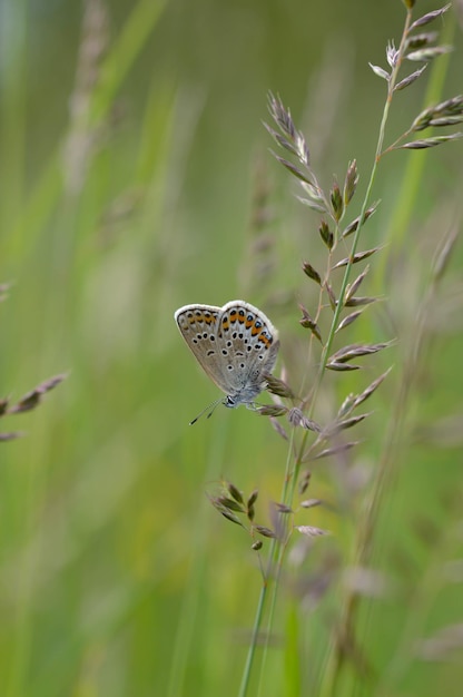 Bruine argusvlinder op een plant