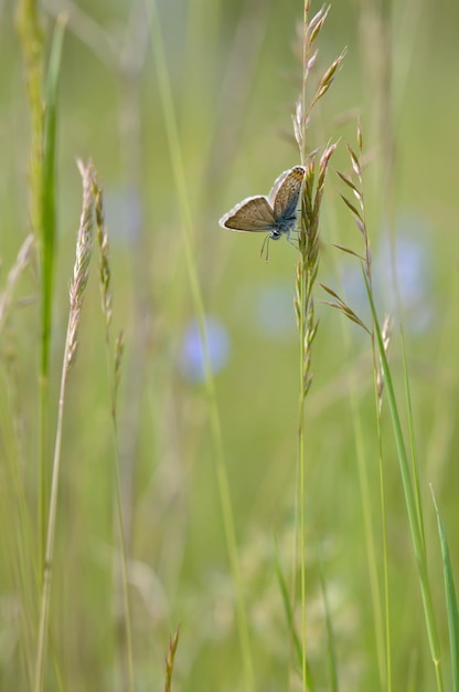 Bruine argusvlinder op een plant