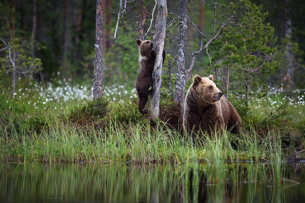 Bruine baby beer met mama bij de rivier in Finland