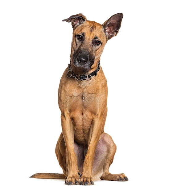 Bruine Batard-hond die een halsband draagt die op wit wordt geïsoleerd