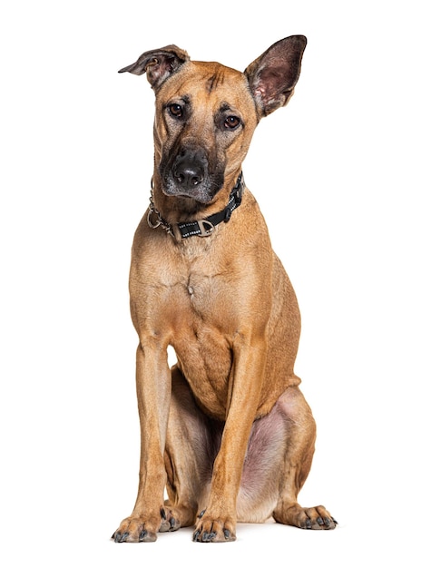 Bruine batard-hond die een halsband draagt die op wit wordt geïsoleerd