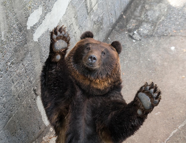 Foto bruine beer die hand opsteekt