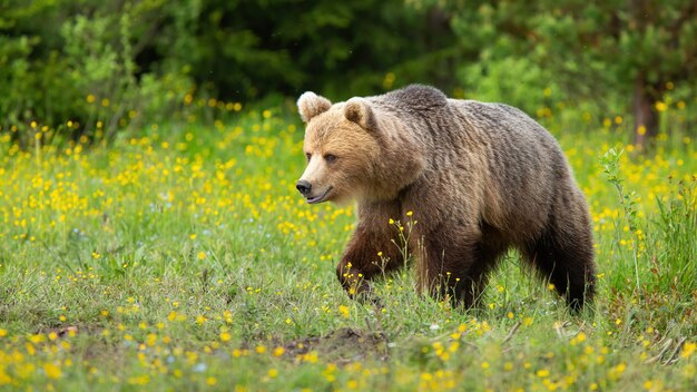 Bruine beer die op bloeiende weide in de zomeraard loopt