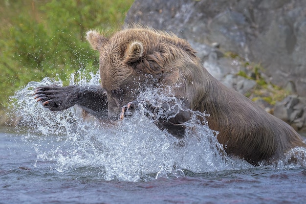 Bruine beer die vis vangt in een rivier in Katmai, Alaska