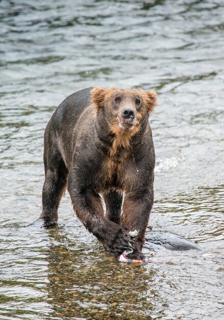 Bruine beer eet zalm in de rivier