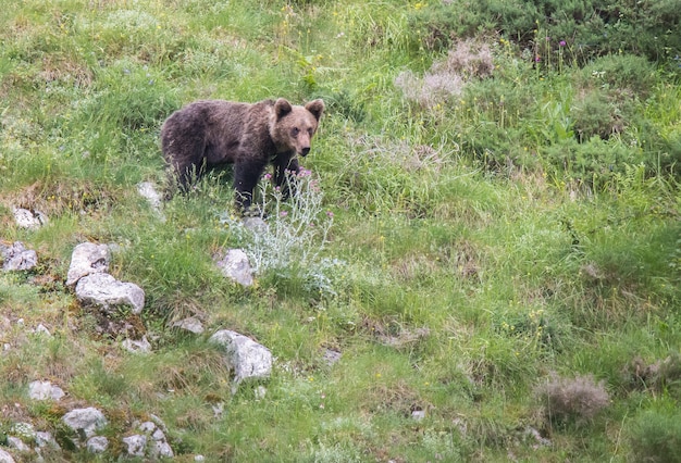 bruine beer in Asturische landen, de berg afdalend op zoek naar voedsel