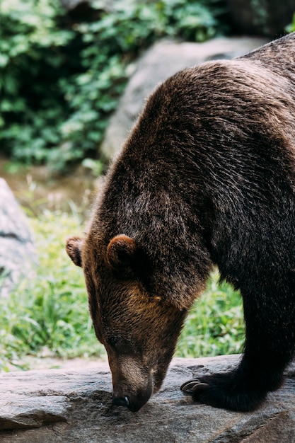 Bruine beer in Bronx Zoo. New York