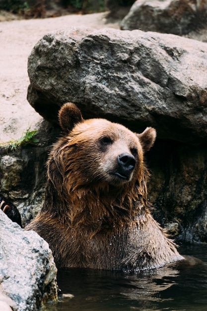 Bruine beer in Bronx Zoo. New York