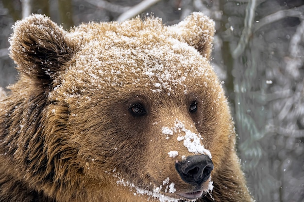 Foto bruine beer in het de winterbos