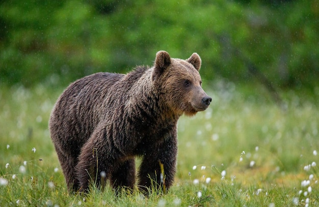 Bruine beer loopt door een bosopen plek