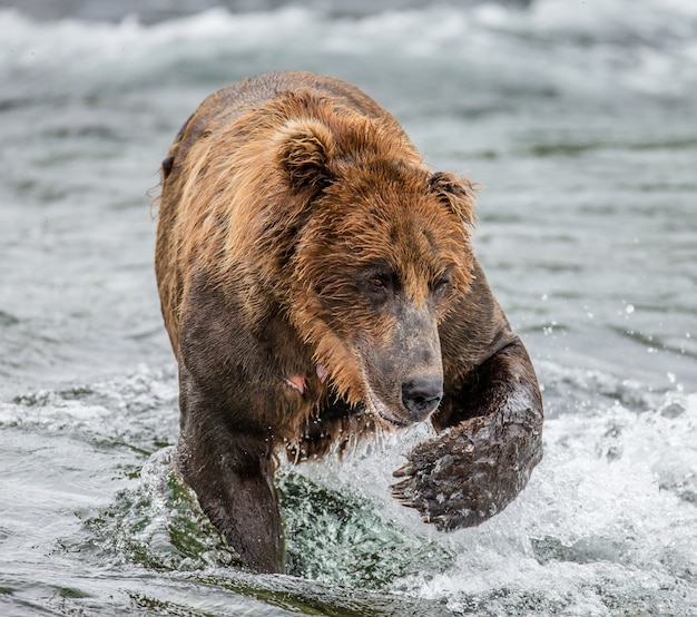 Bruine beer loopt langs de rivier. VS. Alaska. Katmai Nationaal Park.