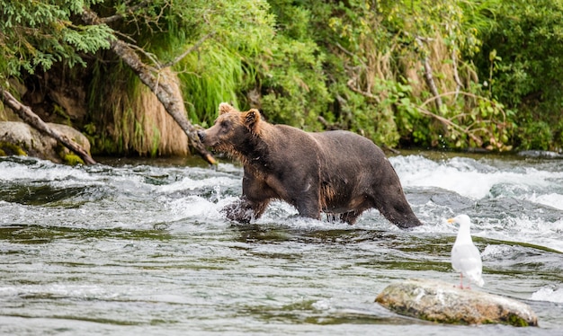 Bruine beer loopt langs de rivier