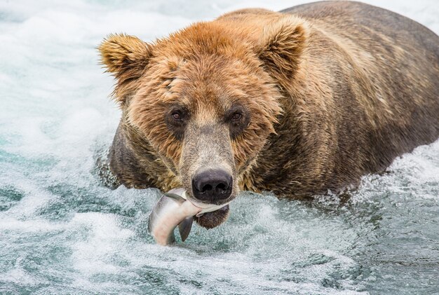 Bruine beer met een zalm in zijn bek. VS. Alaska. Katmai Nationaal Park.