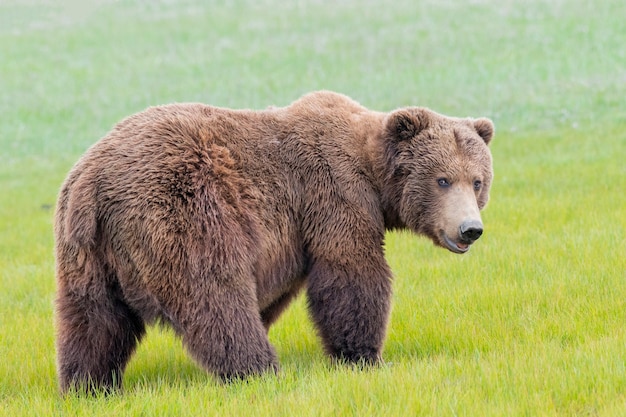 Bruine beer op het schiereiland alaska of bruine beer aan de kust