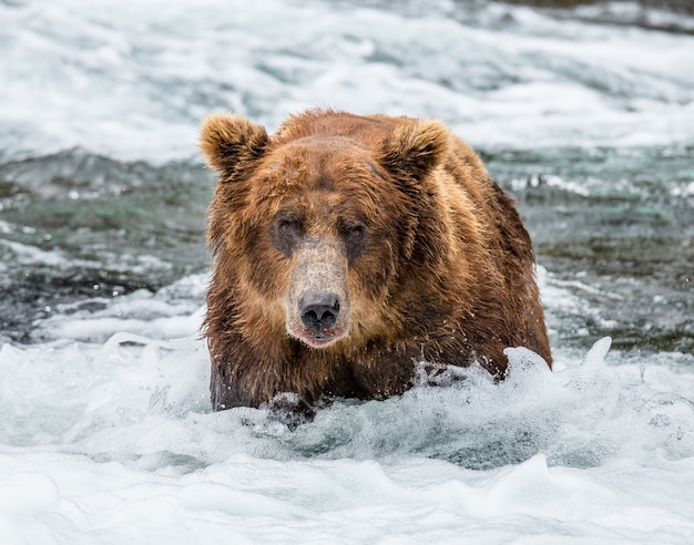 Bruine beer staat in de rivier in Katmai National Park, Alaska, VS.