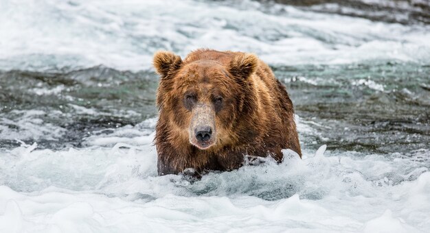 Bruine beer staat in de rivier in Katmai National Park, Alaska, VS.