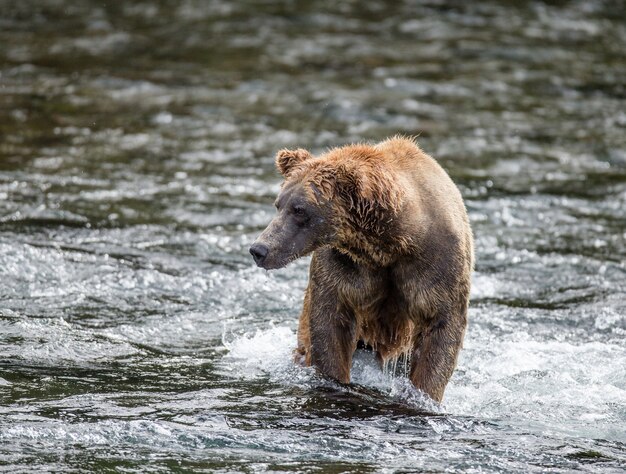 Bruine beer staat in de rivier in Katmai National Park, Alaska, VS.